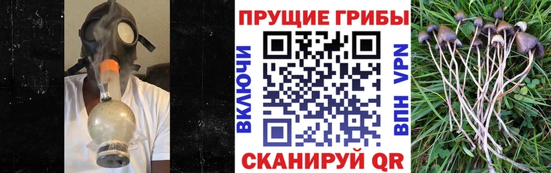сколько стоит  KRAKEN ССЫЛКА  Псилоцибиновые грибы мицелий  Санкт-Петербург 