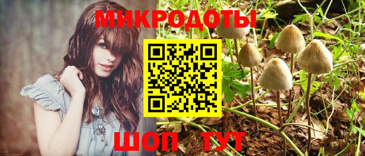 Галлюциногенные грибы Psilocybe Санкт-Петербург